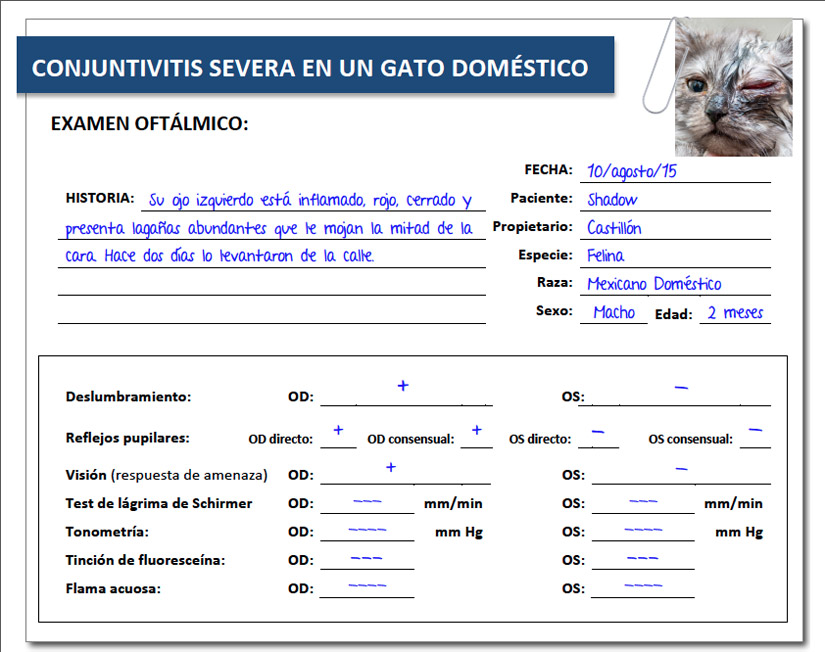 caso-conjuntivitis-severa-gato-entrada