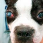 Úlcera complicada en Boston Terrier – Diagnóstico y Tratamiento