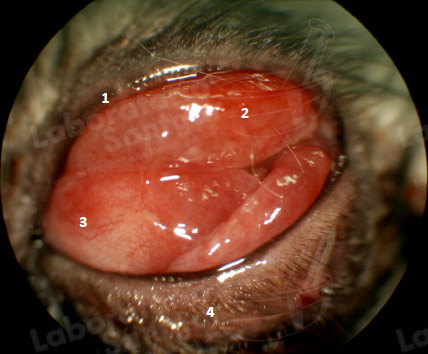 conjuntivitis-gato-2