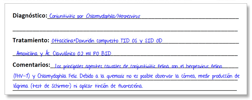 diagnostico-conjuntivitis-gato