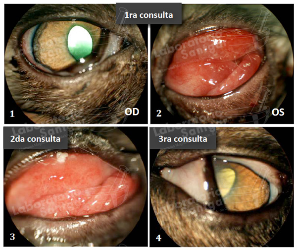 evolucion-conjuntivitis-gato