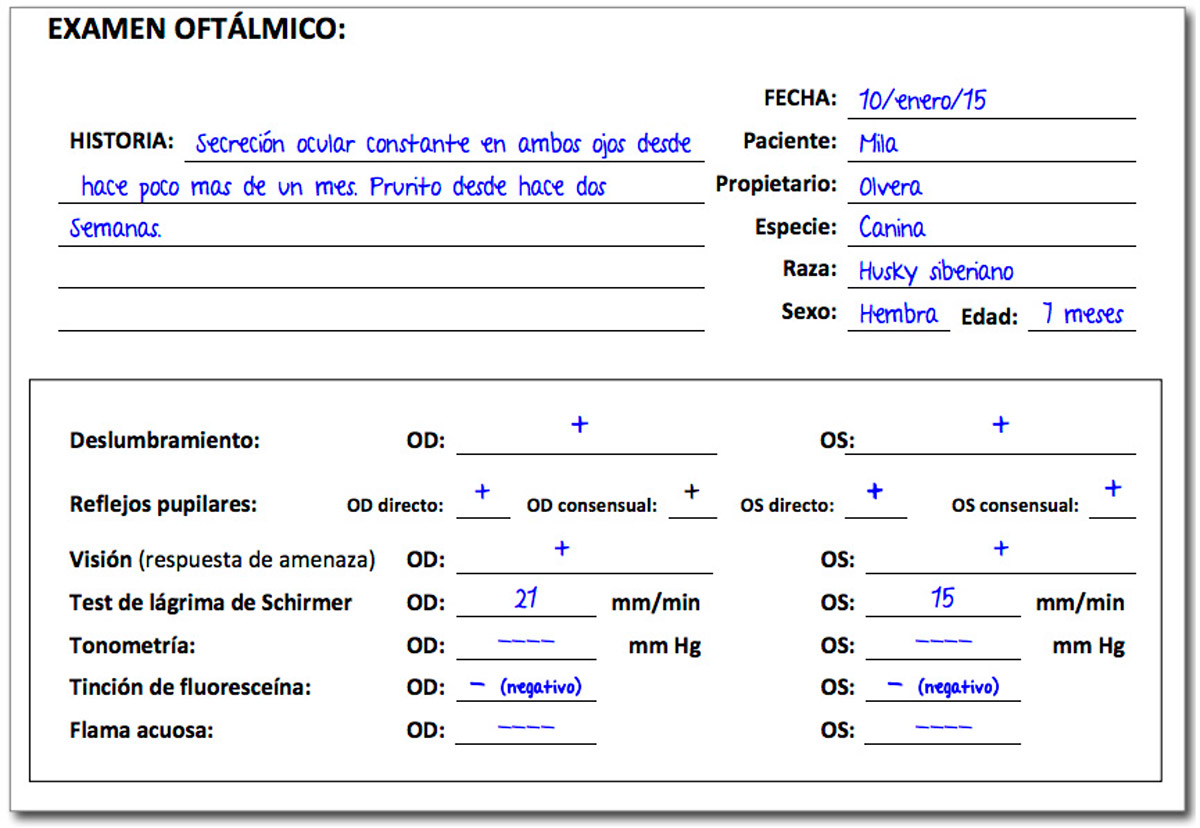 examen-oftalmico-husky1