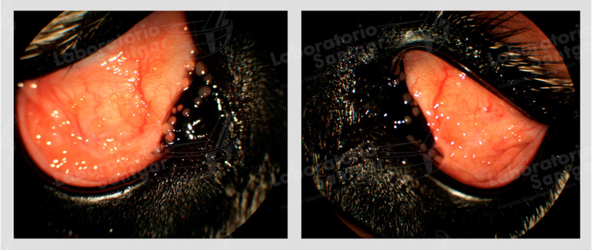 imagen-conjuntivitis-husky2