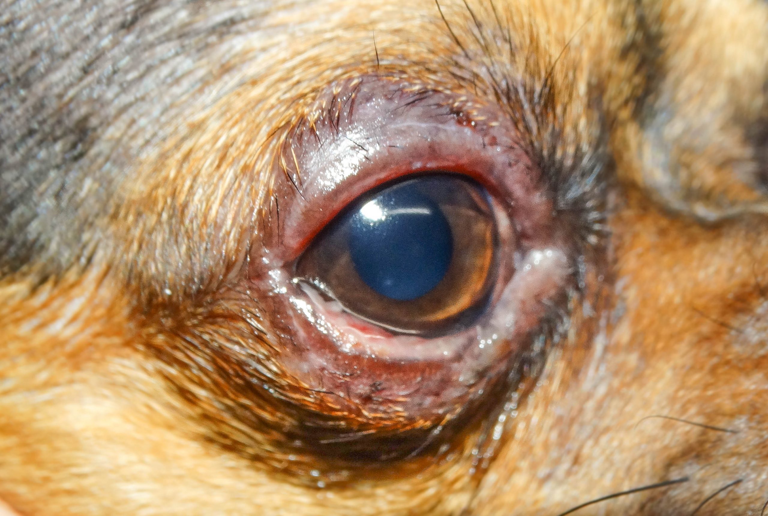 Blefaritis papera canina Harry Gómez chihuahua 2 años 17 05 19-6