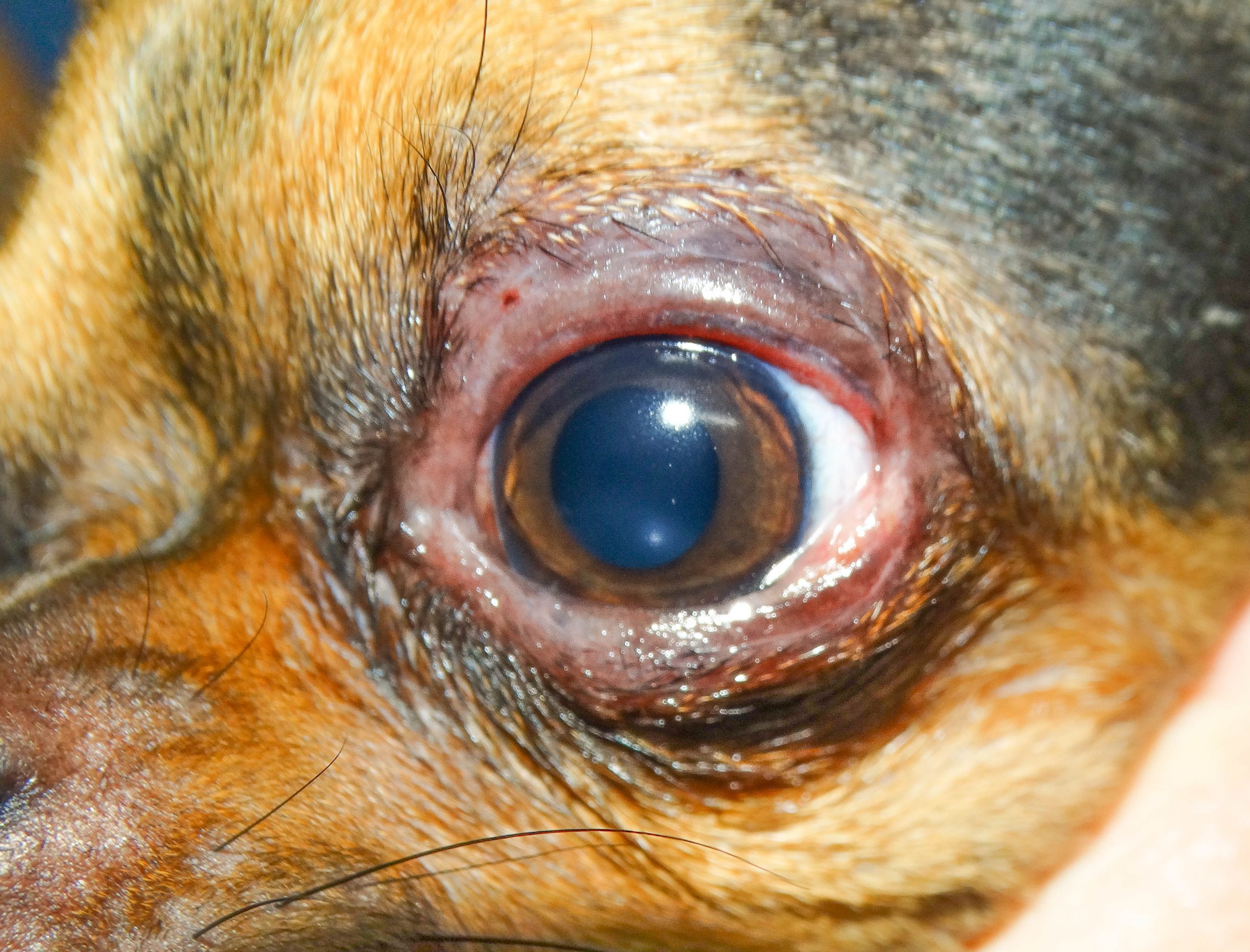 Blefaritis papera canina Harry Gómez chihuahua 2 años 17 05 19-7