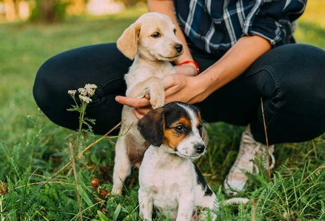 puppies
