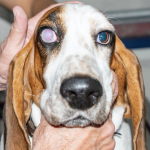 Paciente canino con Glaucoma un reto con múltiples opciones.